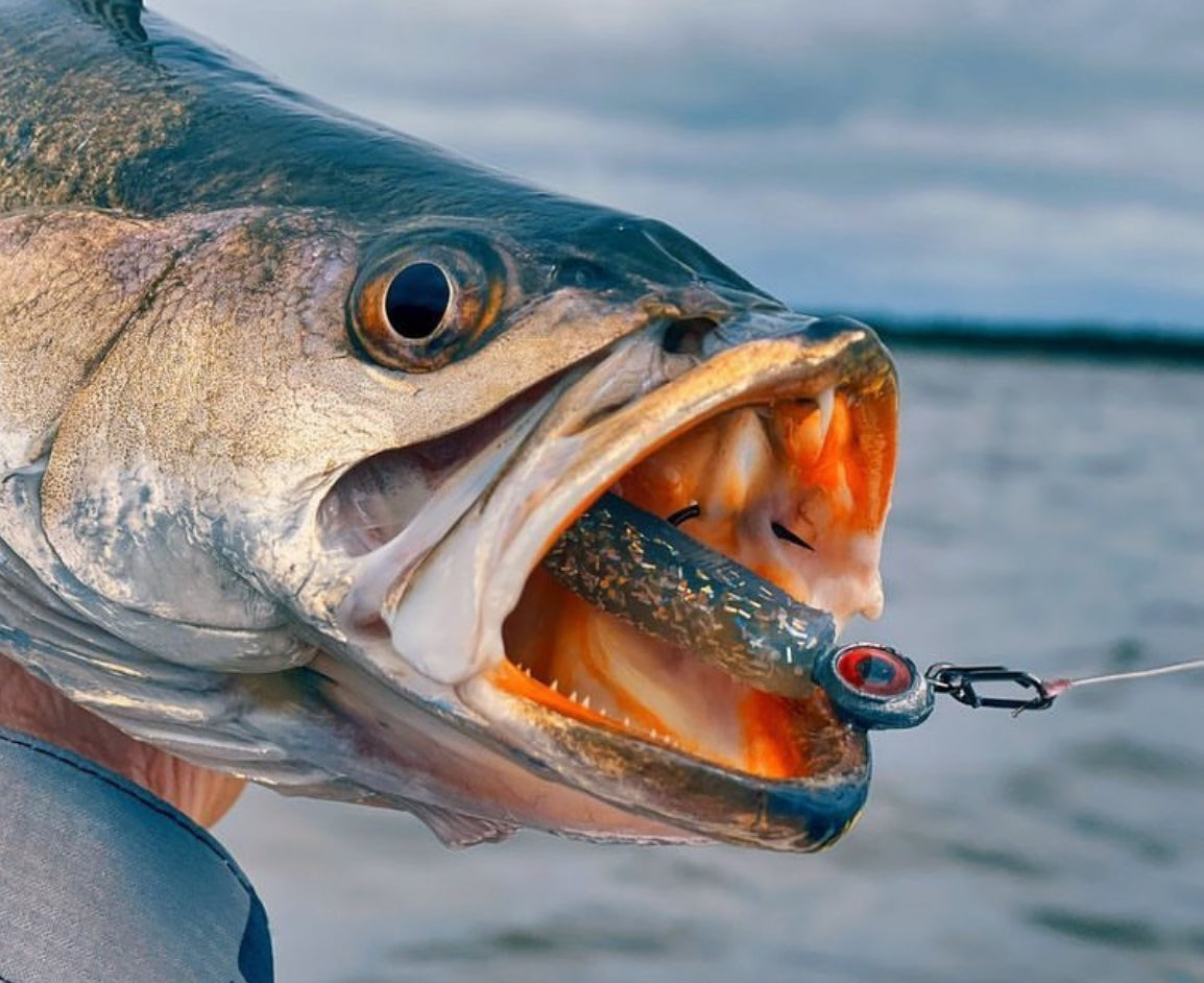 Topwater Co Speed Clips 25 Pack / Small